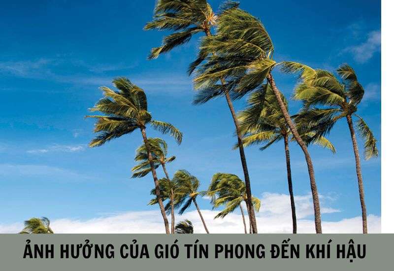 gió tín phong