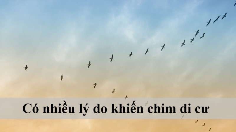 chim di cư ở việt nam