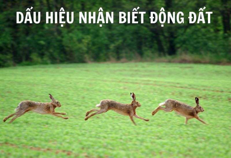 dấu hiệu nhận biết động đất