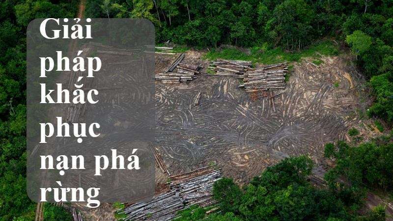 giải pháp khắc phục chặt phá rừng