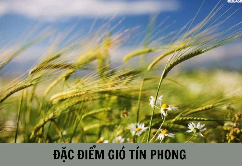 gió mậu dịch