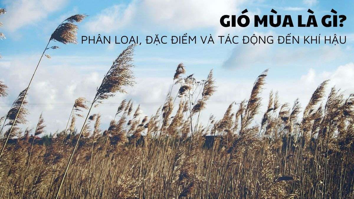 Gió mùa là gì? Các loại gió mùa xuất hiện tại Việt Nam
