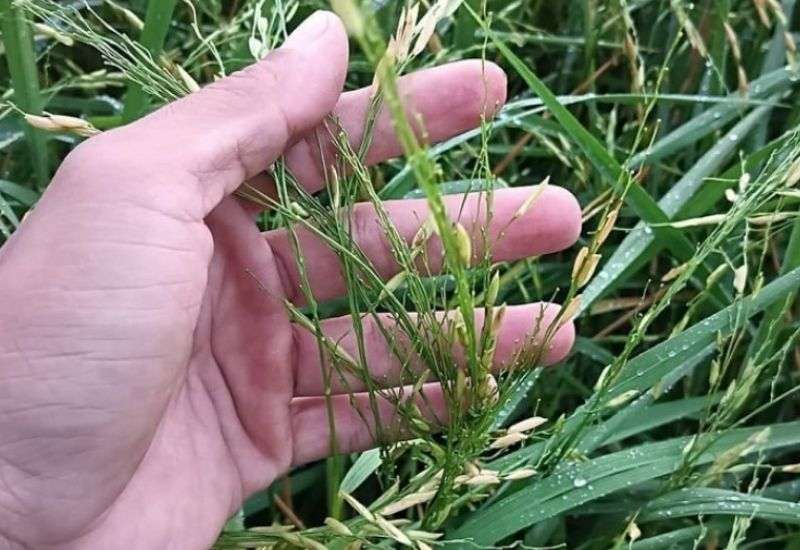 hậu quả của mưa đá