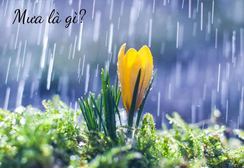 hiện tượng mưa là gì