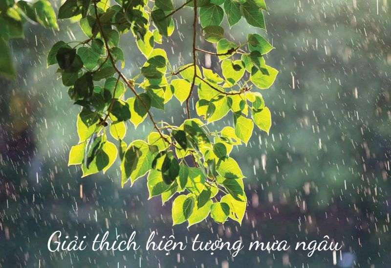 hiện tượng mưa ngâu ở nước ta