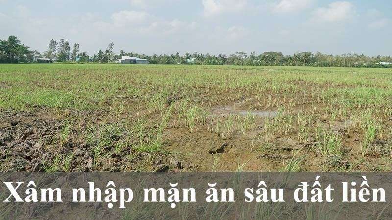 Giải pháp chủ yếu trong nông nghiệp để ứng phó với biến đổi khí hậu ở đồng bằng Sông Cửu Long