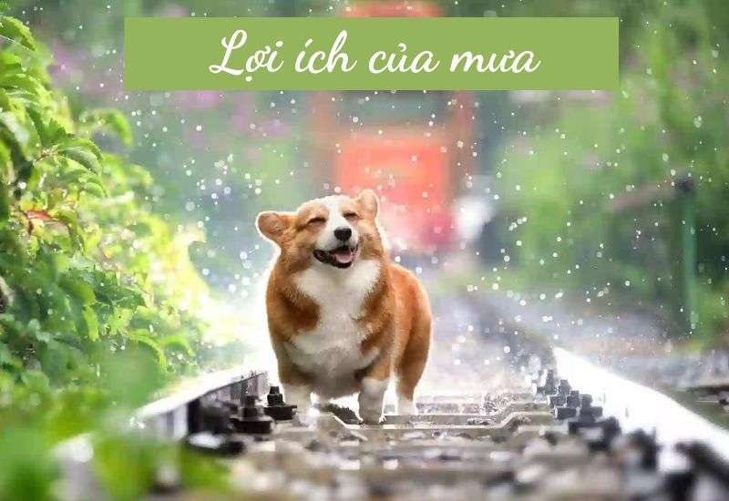 lợi ích của mưa