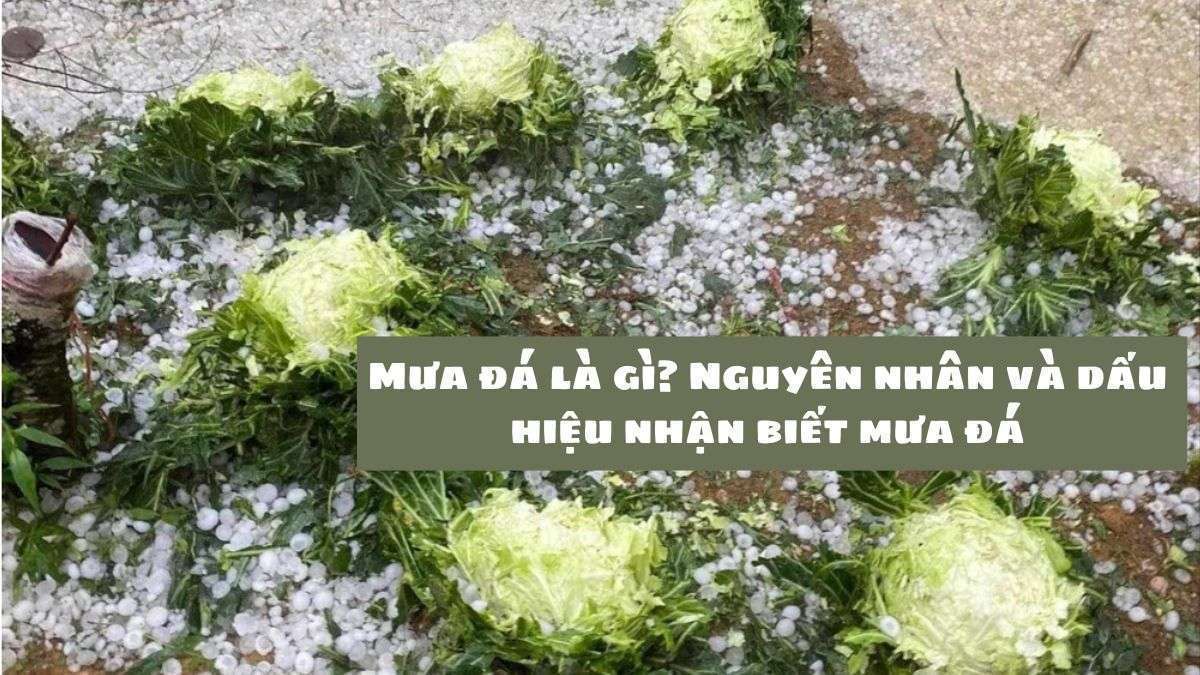 Mưa đá là gì? Tìm hiểu tác hại và cách phòng chống mưa đá hiệu quả
