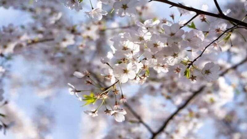 Hình ảnh thời tiết mùa xuân