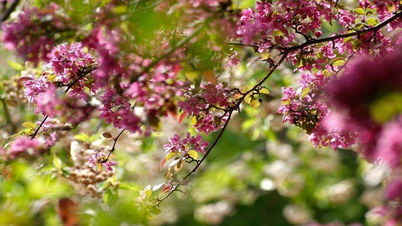 Hình ảnh thời tiết mùa xuân