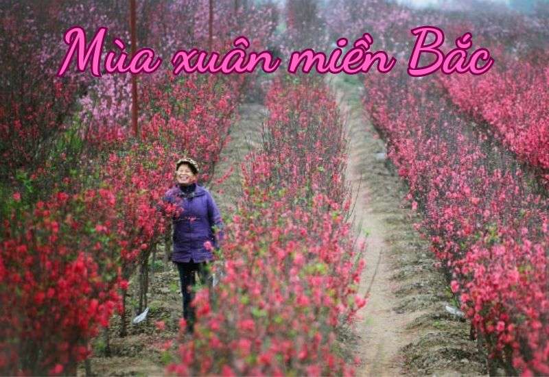 mùa xuân miền bắc