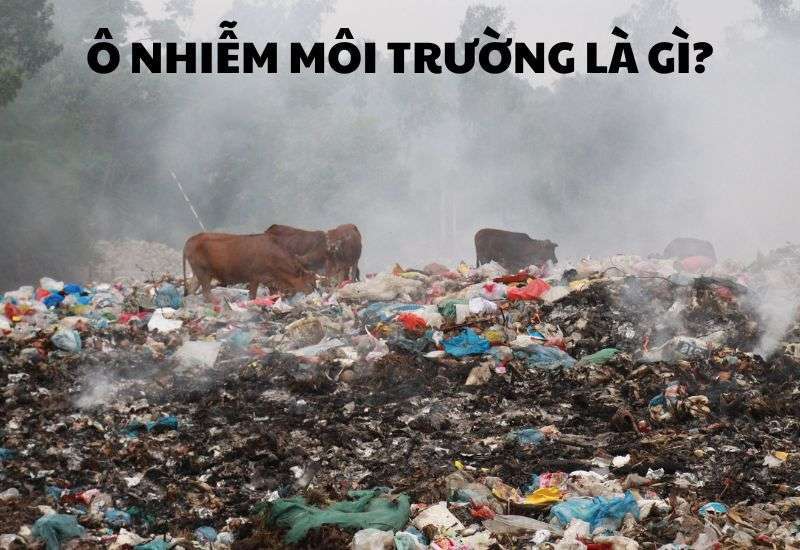 ô nhiễm môi trường là gì