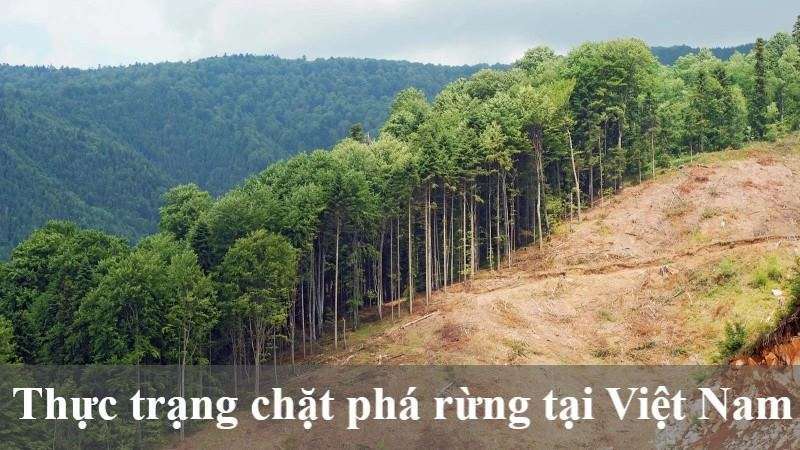 phá rừng