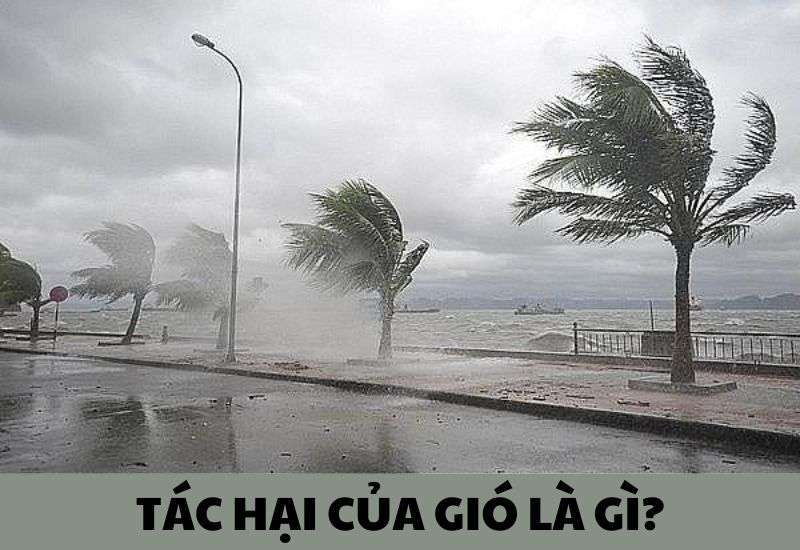 tác hại của gió