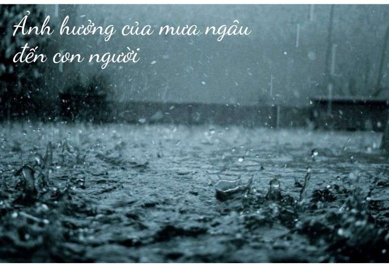 tháng 7 mưa ngâu