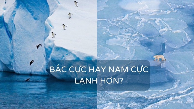 Bắc Cực hay Nam Cực lạnh hơn? (Giải thích qua 5 yếu tố khoa học)