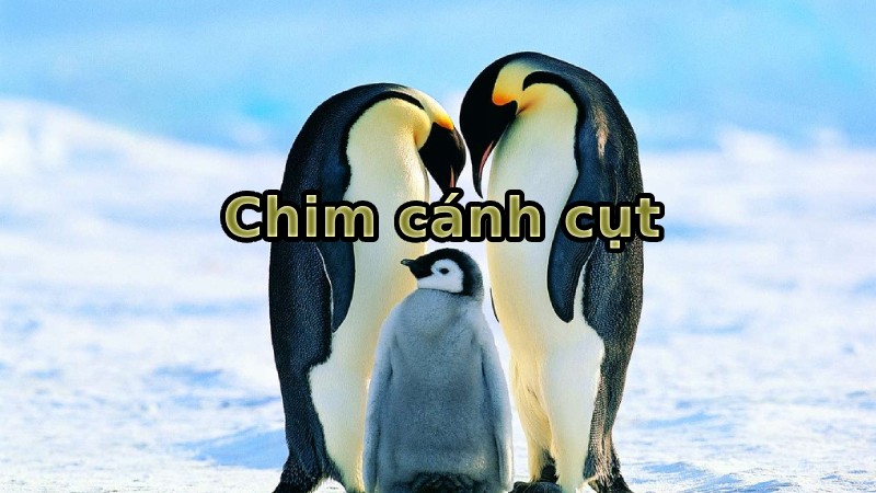 chim cánh cụt sống ở đâu