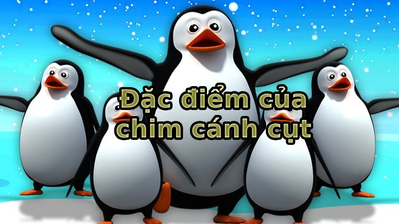 đặc điểm của chim cánh cụt