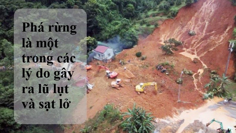 nạn phát rừng gây sạt lở